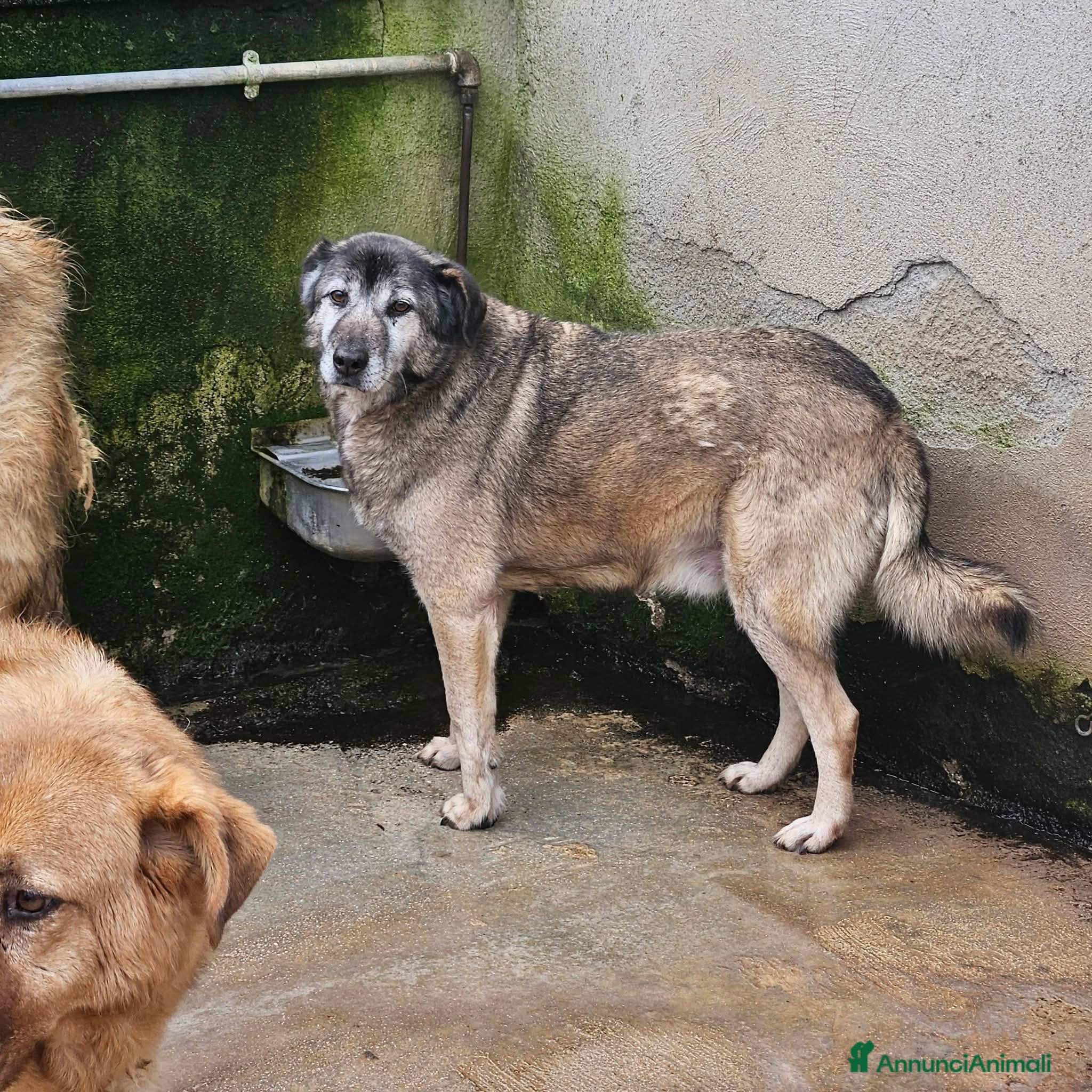 Meticcio cani ADOZ.DEL CUORE: nonnino 10 anni, sta con tutti! - Annuncio 8