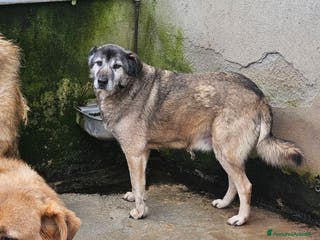 Meticcio cani ADOZ.DEL CUORE: nonnino 10 anni, sta con tutti! - Annuncio 8