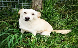 Meticcio cani in regalo: Mafalda, meravigliosa mini labradorina a Provincia di Latina - Immagine 1