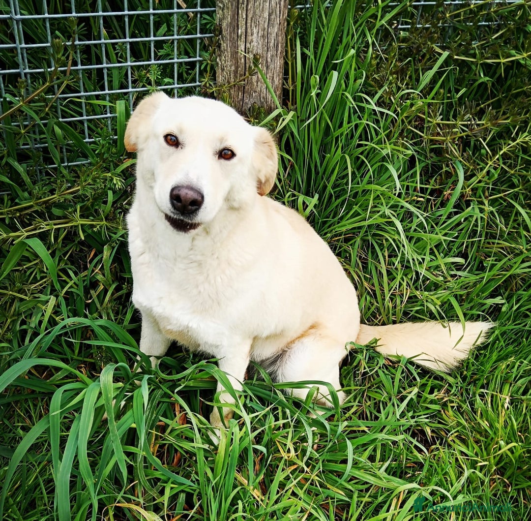 Meticcio cani in regalo: Mafalda, meravigliosa mini labradorina a Provincia di Latina - Immagine 1
