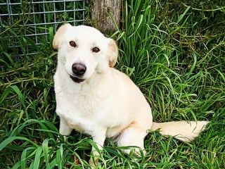 Meticcio cani Mafalda, meravigliosa mini labradorina a Provincia di Latina - Annuncio 7