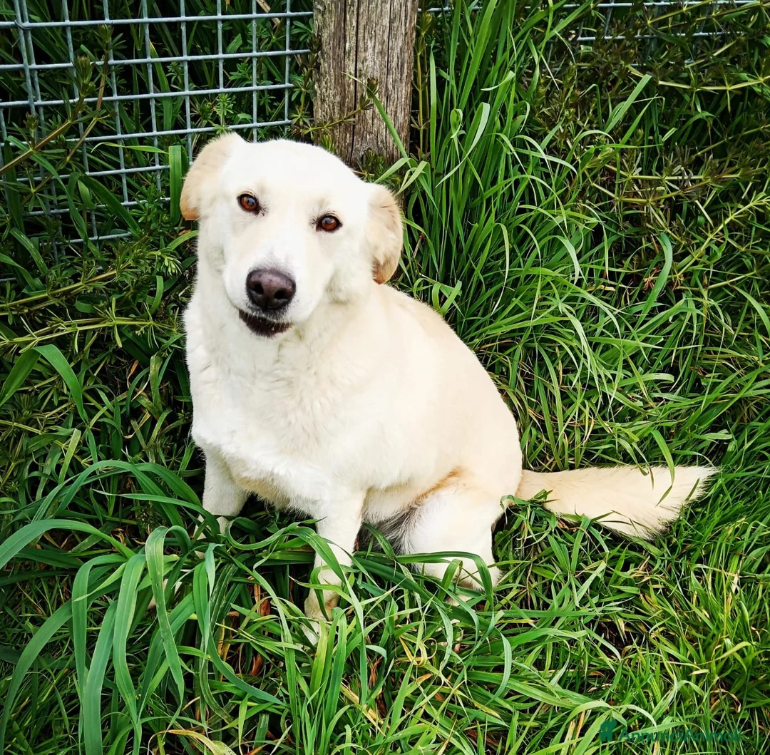Meticcio cani in regalo: Mafalda, meravigliosa mini labradorina a Provincia di Latina - Annuncio 1