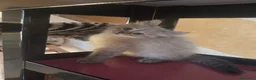 Siberiano gatti in vendita: Cuccioli siberiani neva  - Annuncio 4
