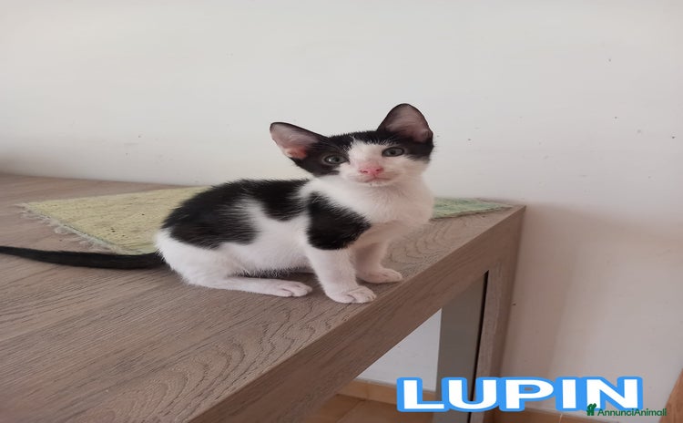 Europeo gatti - Annuncio 9