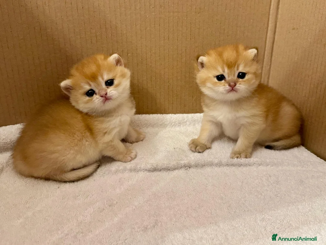 British gatti in vendita: Gattini British Shorthair golden chell  - Annuncio 8