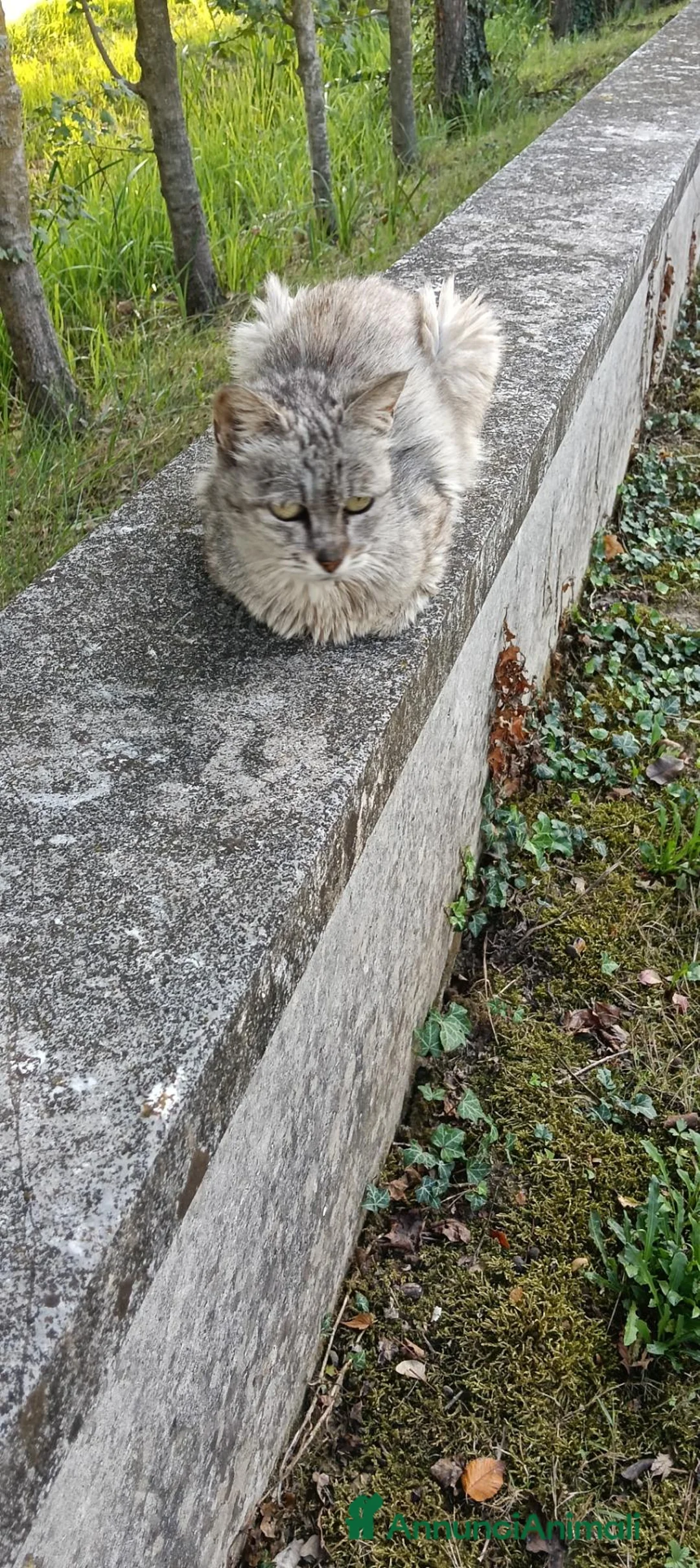 Meticcio gatti in regalo: Gatta - Annuncio 6