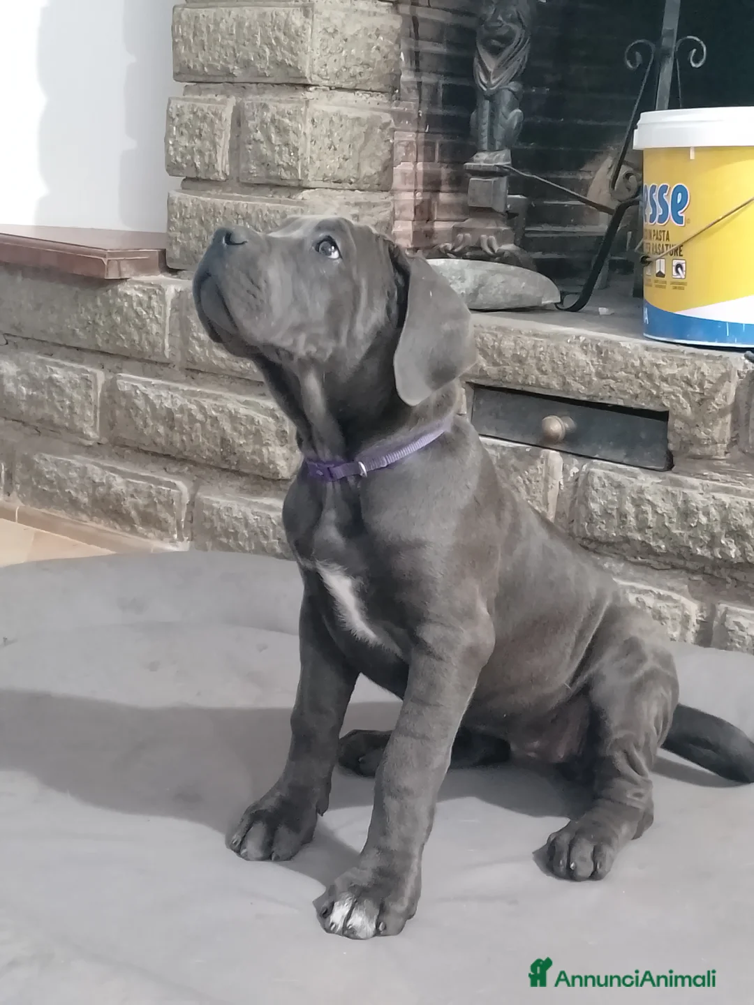 Cane Corso cani in vendita: Cuccioli cane corso - Annuncio 1
