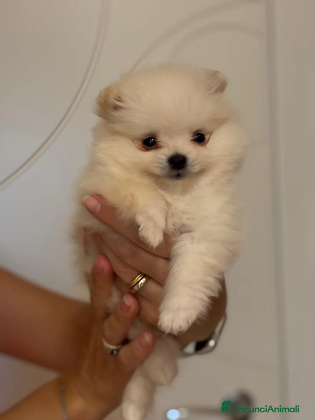 Volpino Pomerania cani in vendita: Cuccioli volpino pomerania spitz pedigree ENCI a Città metropolitana di Roma Capitale - Annuncio 2