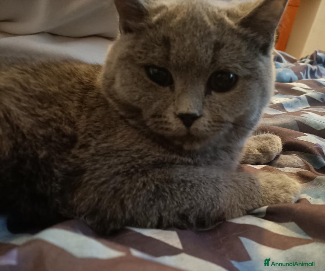 Scottish gatti in vendita: gatti scottish fold e straight a Provincia di Forlì-Cesena - Immagine 4
