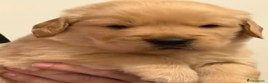 Golden Retriever Cucciolo 2