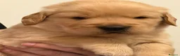 Golden Retriever cani in vendita: Golden Retriever Americano con Pedigree - Annuncio 5