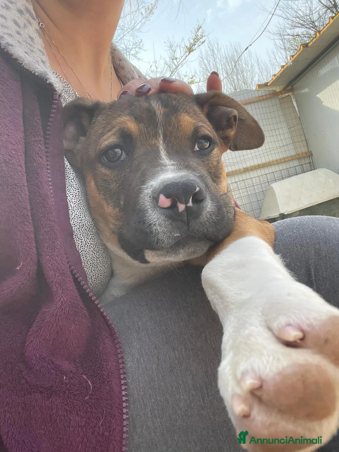 Pitbull cani in regalo: LO SPLENDIDO CHOCO - Annuncio 1