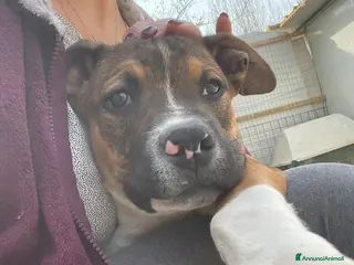 Pitbull cani LO SPLENDIDO CHOCO - Annuncio 1