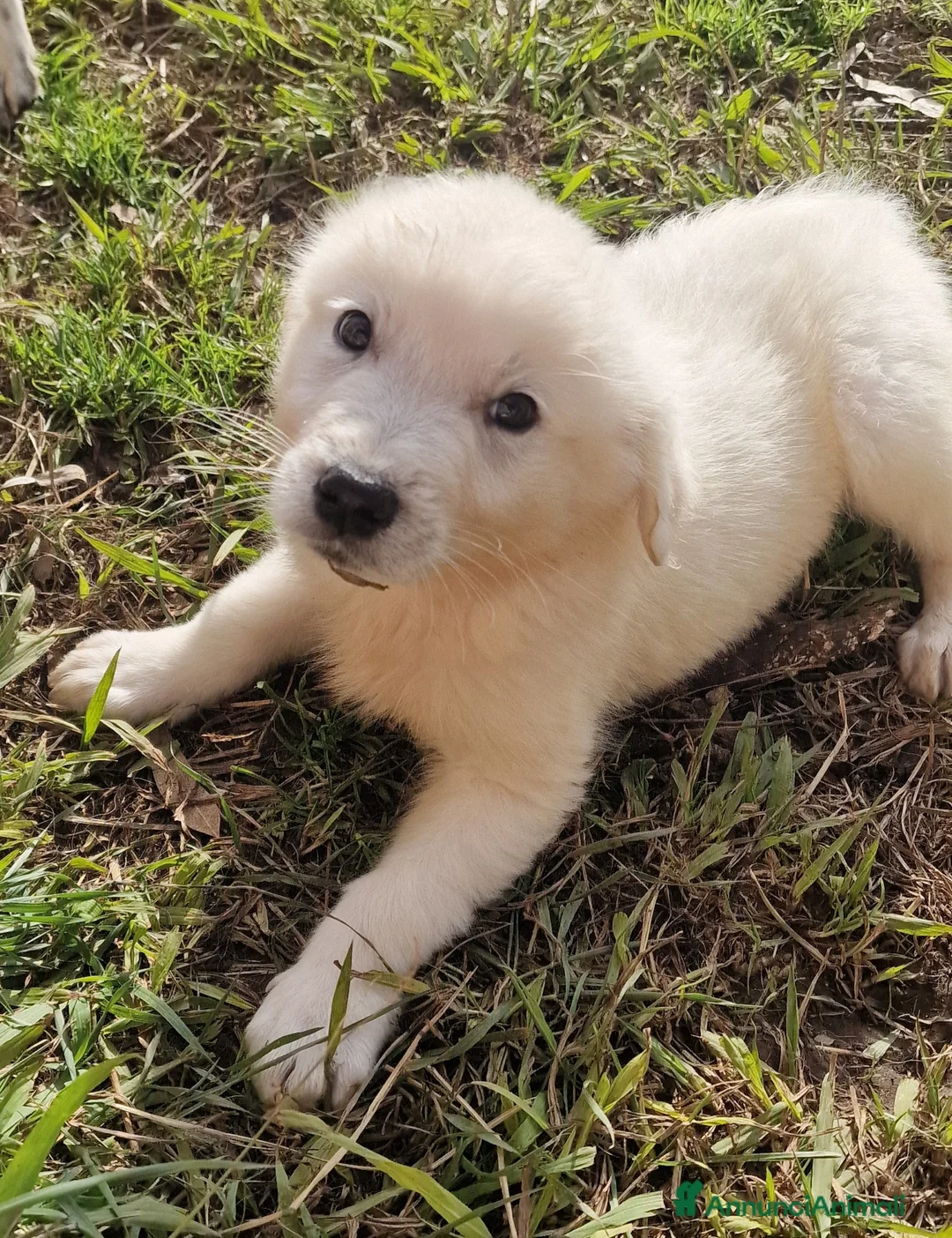 Pastore Maremmano cani in regalo: Scheggia - Annuncio 5