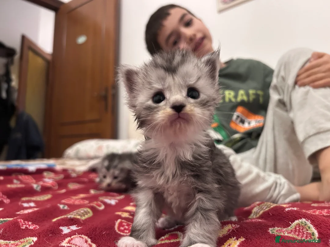 Maine Coon gatti in vendita: Cuccioli Maine Coon - Annuncio 2