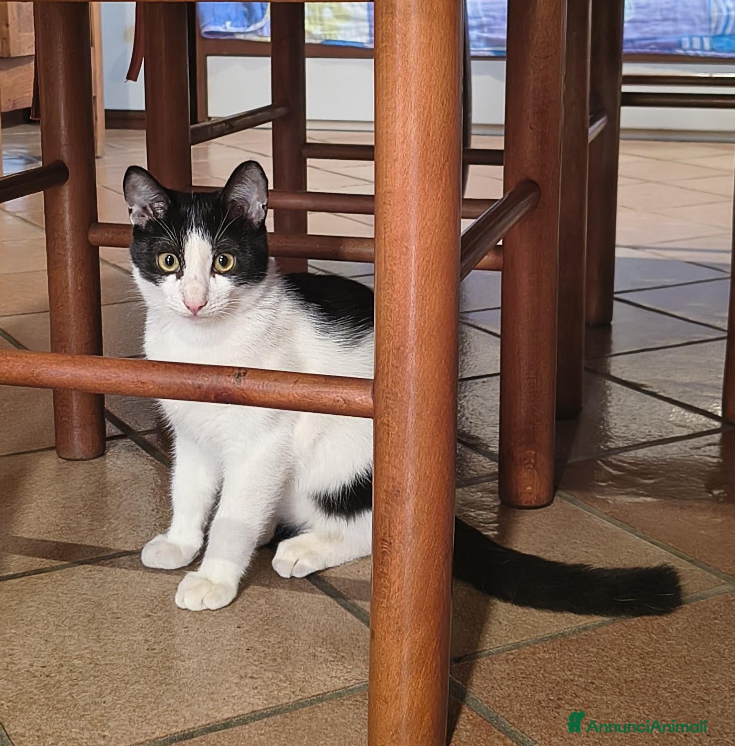 Europeo gatti gattina 5 mesi  - Annuncio 2