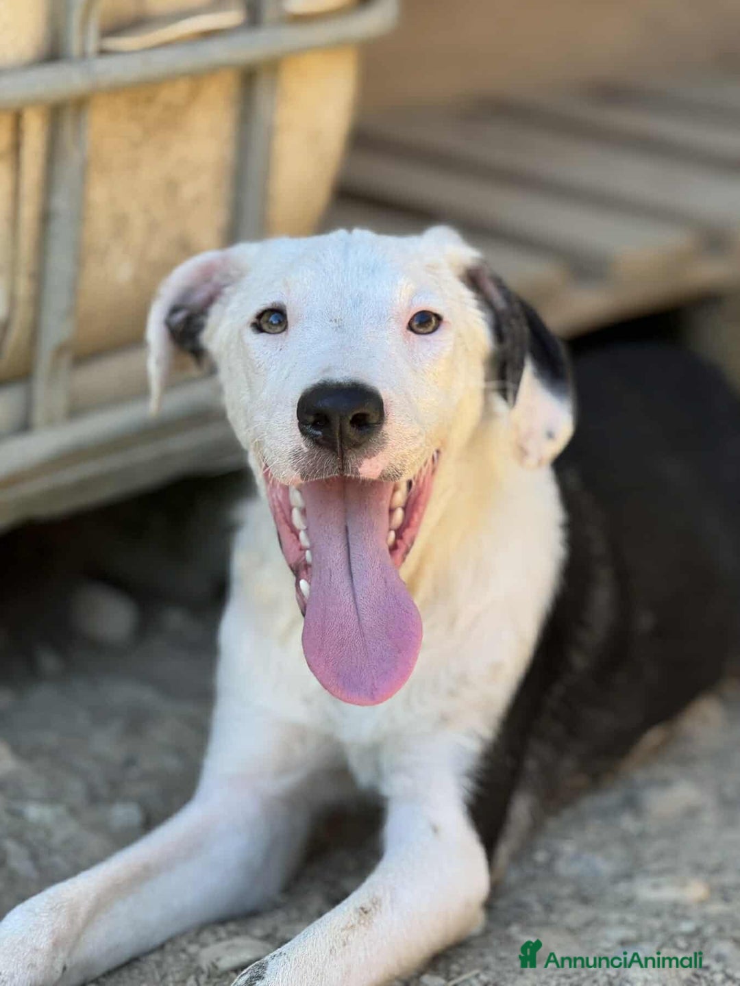 Pitbull cani in regalo: ROCK e ALFA, cuccioli super coccoloni! Mix PIT - Annuncio 8