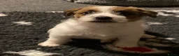 Jack Russell cani in vendita: Cucciolo maschio JACK RUSSELL TERRIER pelo ruvido - Annuncio 8