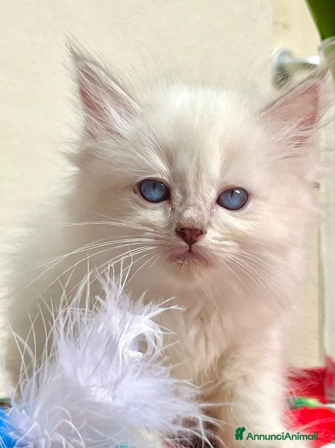 Ragdoll gatti in vendita: cuccioli di ragdoll genitori con pedigree - Annuncio 2