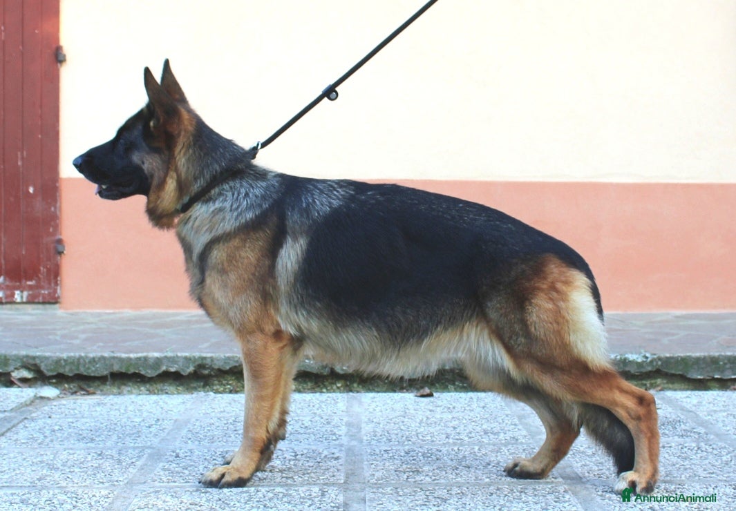 Pastore Tedesco cani Cucciole Pastore Tedesco  - Annuncio 12