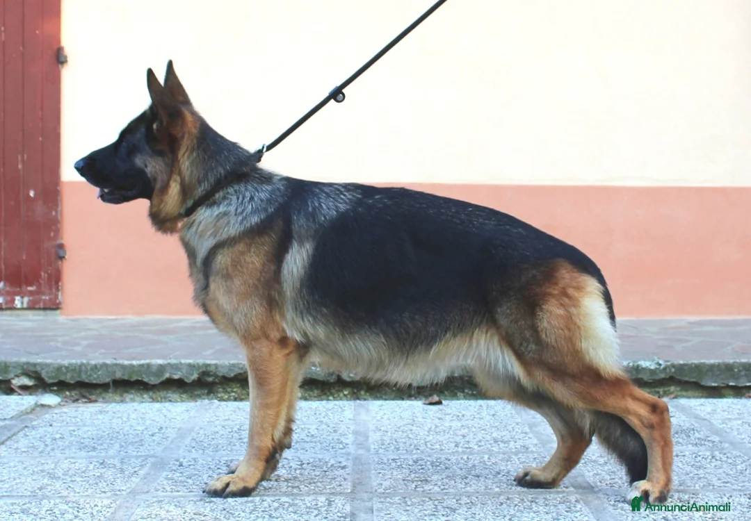 Pastore Tedesco cani in vendita: Cucciole Pastore Tedesco  - Annuncio 1