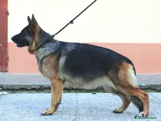 Pastore Tedesco cani Cucciole Pastore Tedesco - Annuncio 12