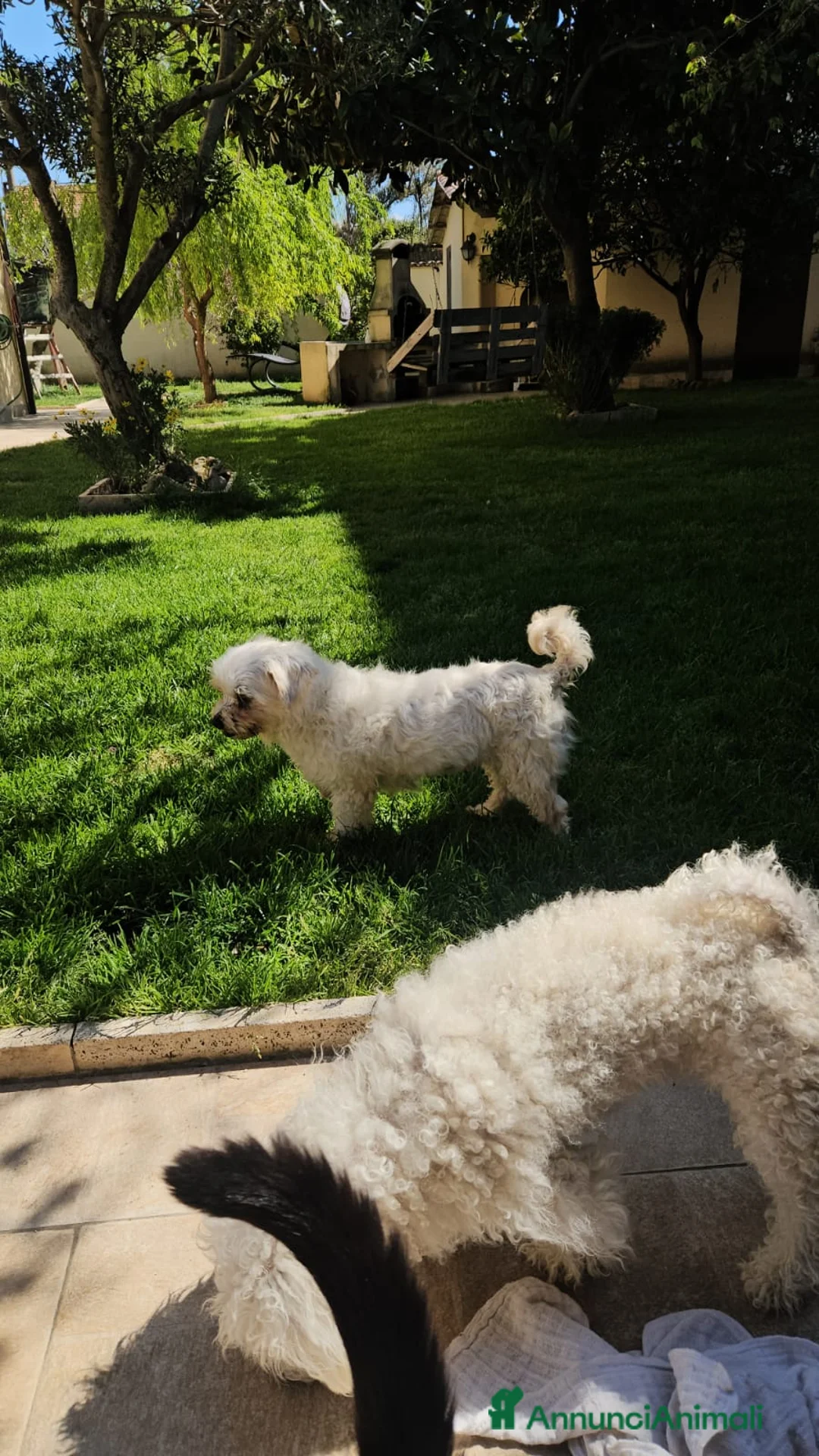 Maltese cani in regalo: Vergine: giovane maltesina dolcissima con tutti  - Annuncio 2