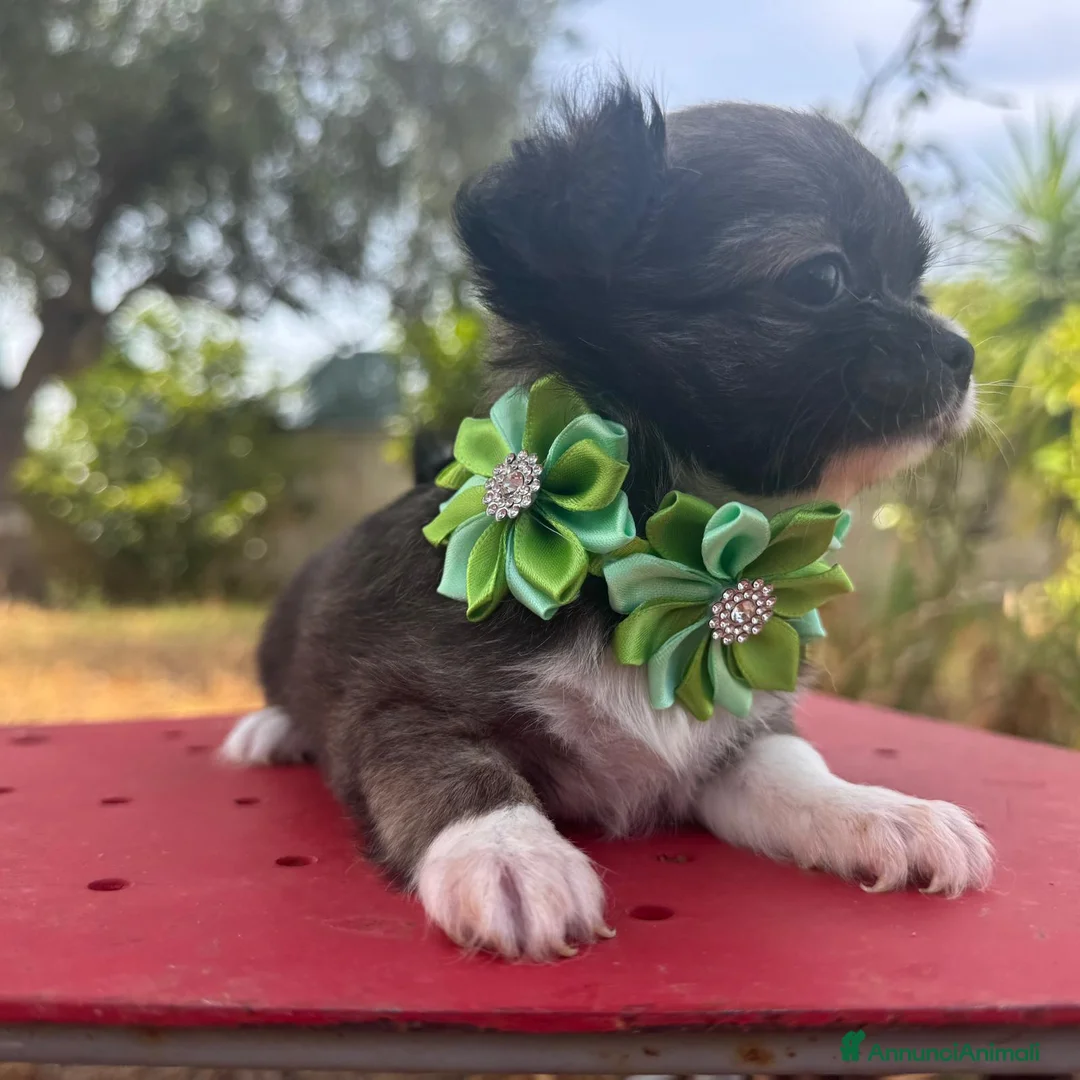 Chihuahua cani in vendita: 2 chihuahua maschi e 2 femmine pedigree enci  - Annuncio 13