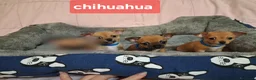 Chihuahua cani in vendita: Cuccioli di chihuahua  - Annuncio 1
