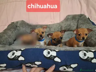 Chihuahua cani Cuccioli di chihuahua - Annuncio 4