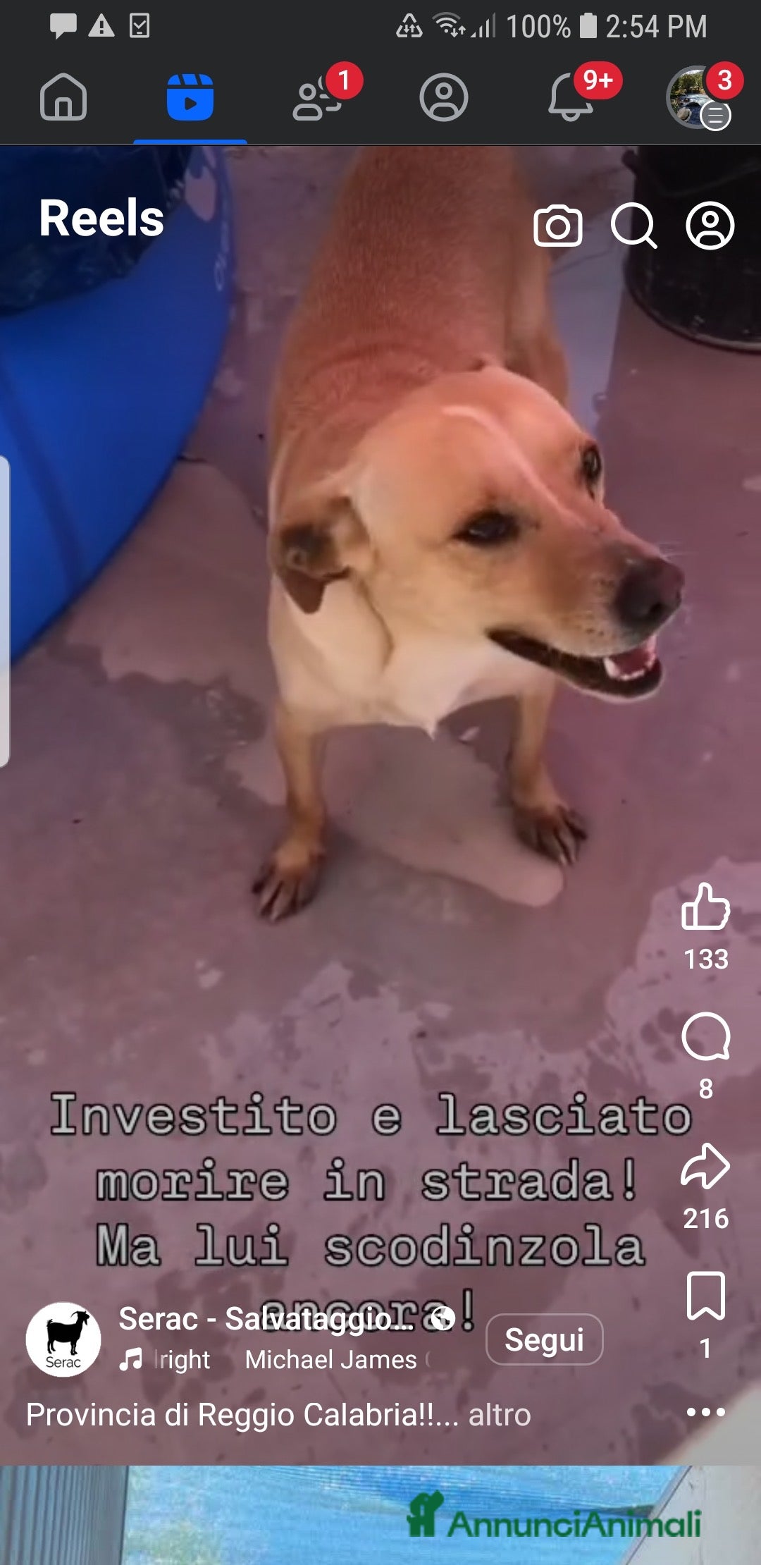 Meticcio cani ADOZ.D cuore: investito,lasciato a morire, scodinz - Annuncio 2