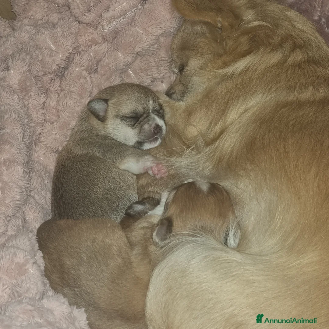 Chihuahua cani in vendita: Cucciola di chihuahua - Annuncio 4