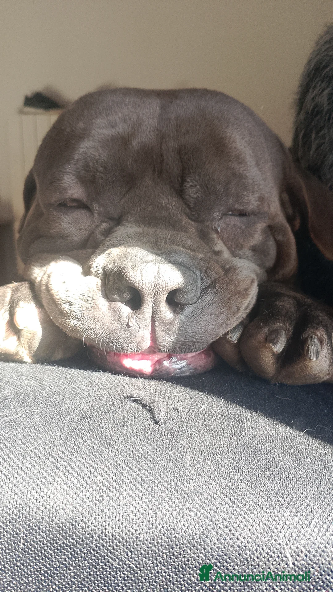 American Bully cani in regalo: REGALO American bully - Annuncio 2