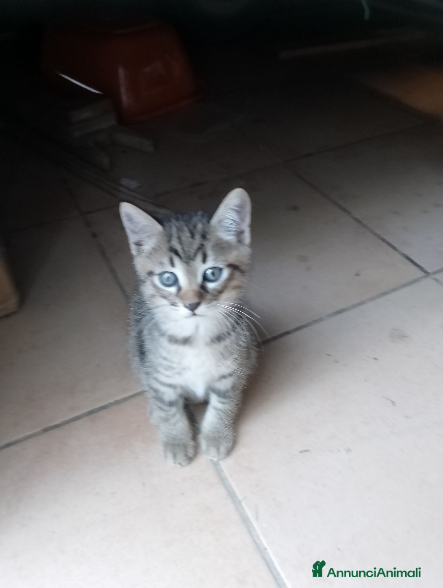 Meticcio gatti Regalo gattino - Annuncio 5