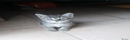 Meticcio gatti in regalo: Regalo gattino a Provincia di Pesaro e Urbino - Annuncio 1