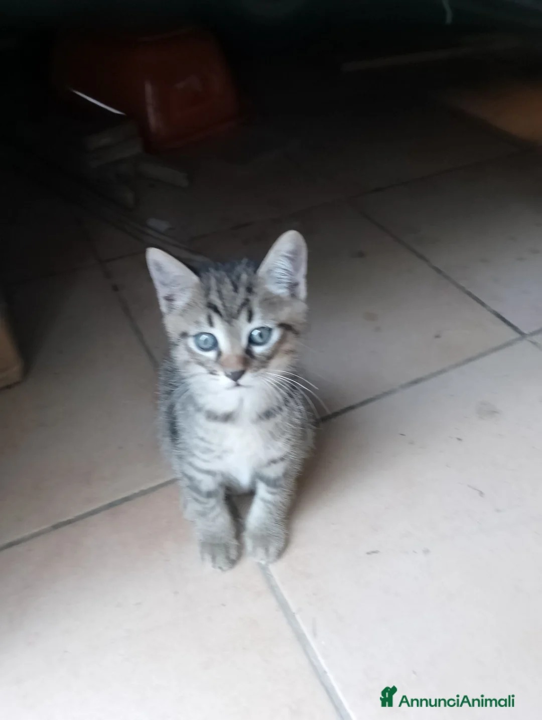 Meticcio gatti in regalo: Regalo gattino a Provincia di Pesaro e Urbino - Annuncio 1