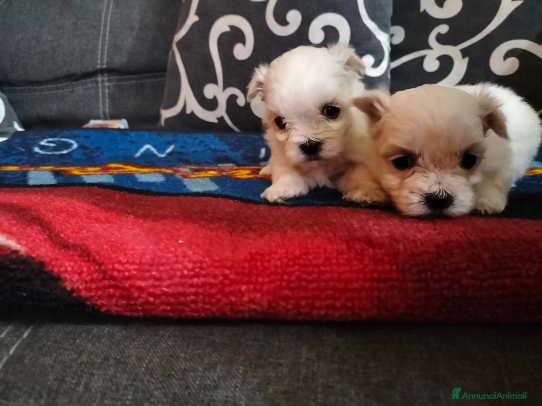Maltese cani in vendita: Cuccioli di maltese a Città metropolitana di Palermo - Annuncio 2