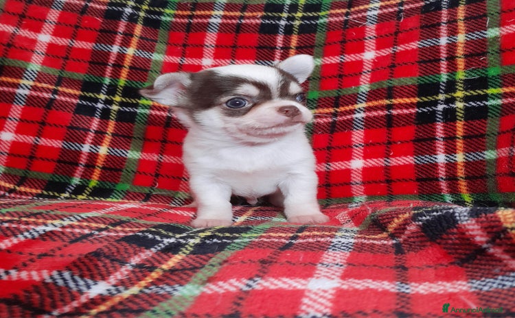 Chihuahua cani - Annuncio 3