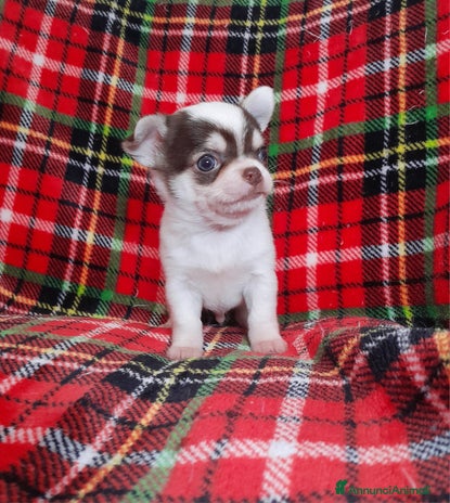 Chihuahua cani - Annuncio 5