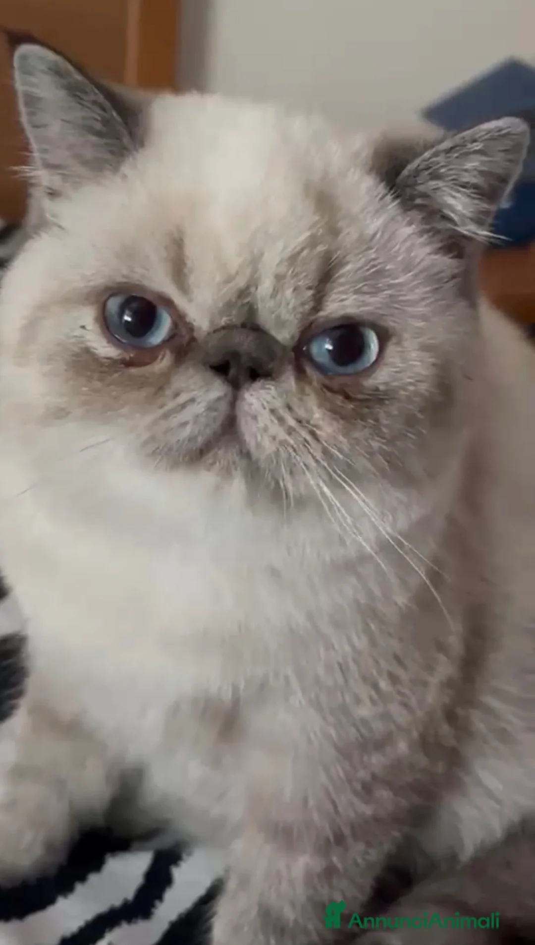 Exotic Shorthair gatti in vendita: Cucciola exotic shorthair a Città metropolitana di Milano - Annuncio 5