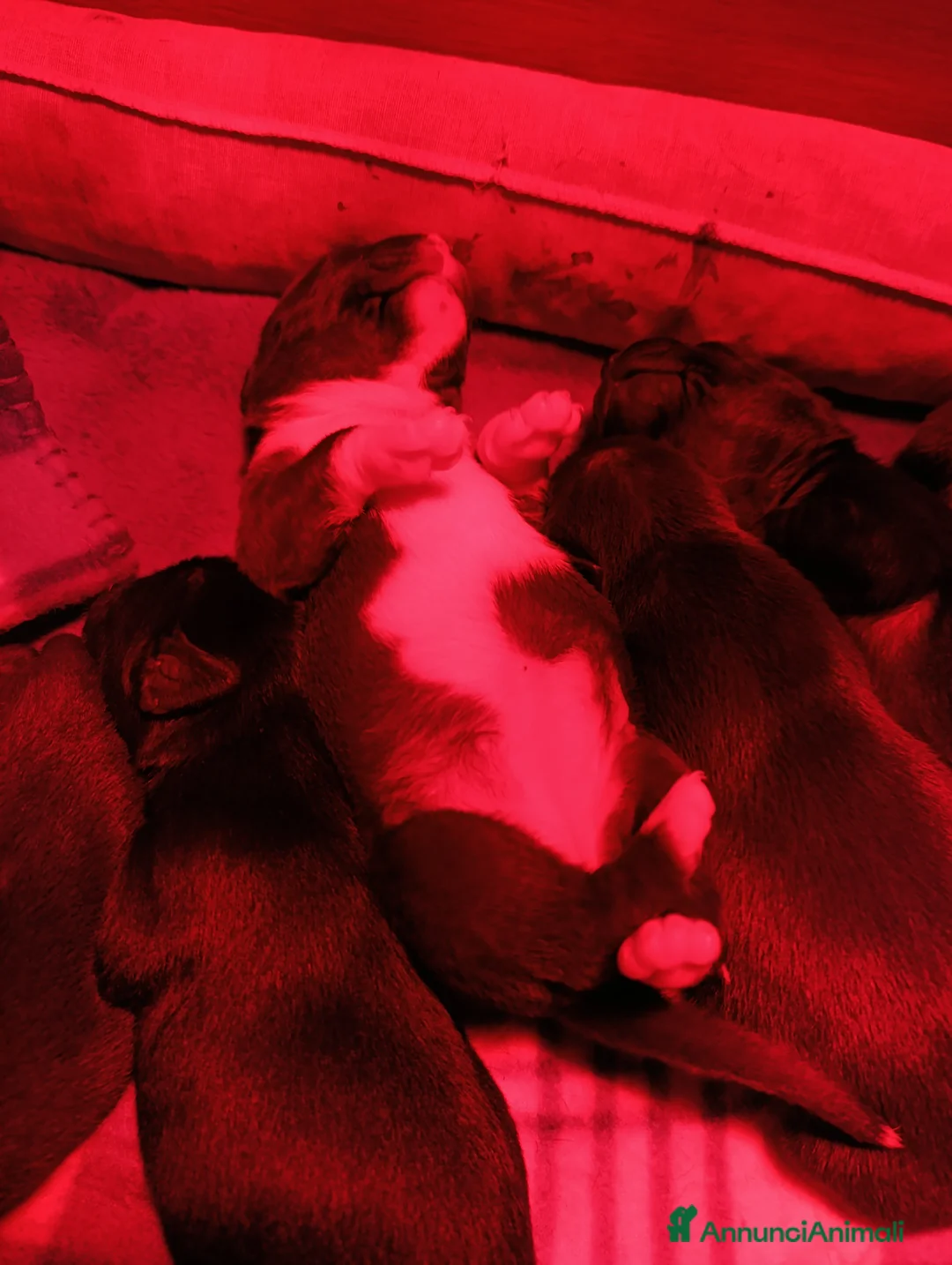 American Staffordshire cani in vendita: Amstaff  - Annuncio 3