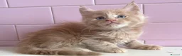 Maine Coon gatti in vendita: Maine Coon cuccioli a Provincia di Ferrara - Annuncio 9