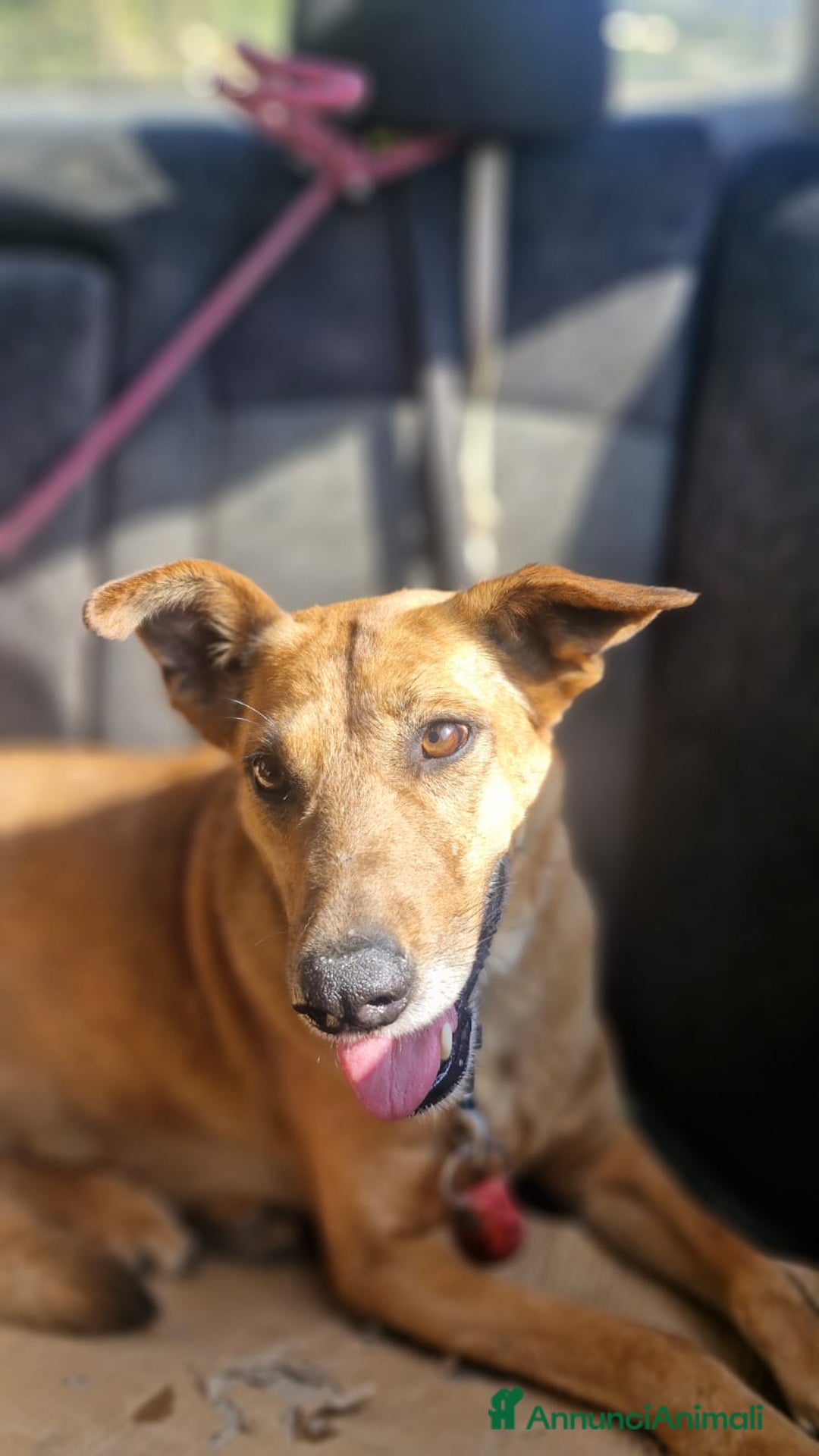 Meticcio cani in regalo: Splendida meticcia - FAITH - Annuncio 4