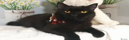 British gatti in vendita: British Shorthair Lori - Annuncio 3