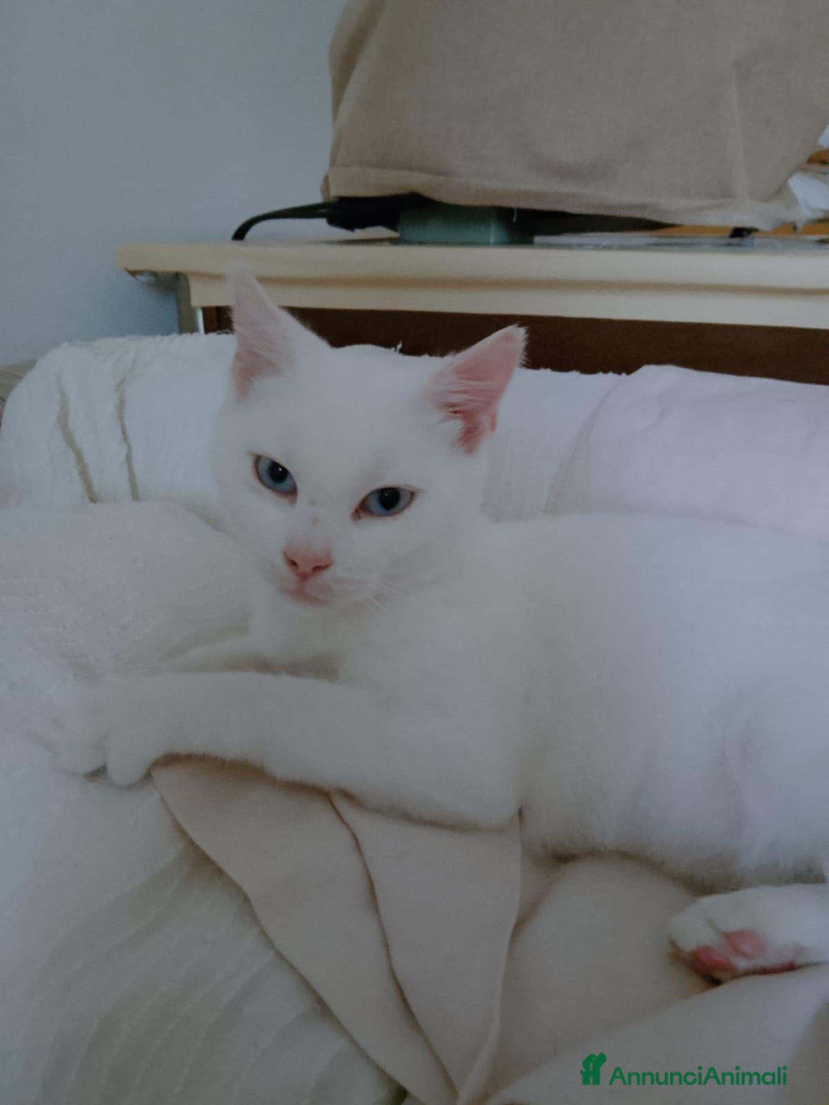 Altre razze gatti Micina di un anno cerca casa - Annuncio 34