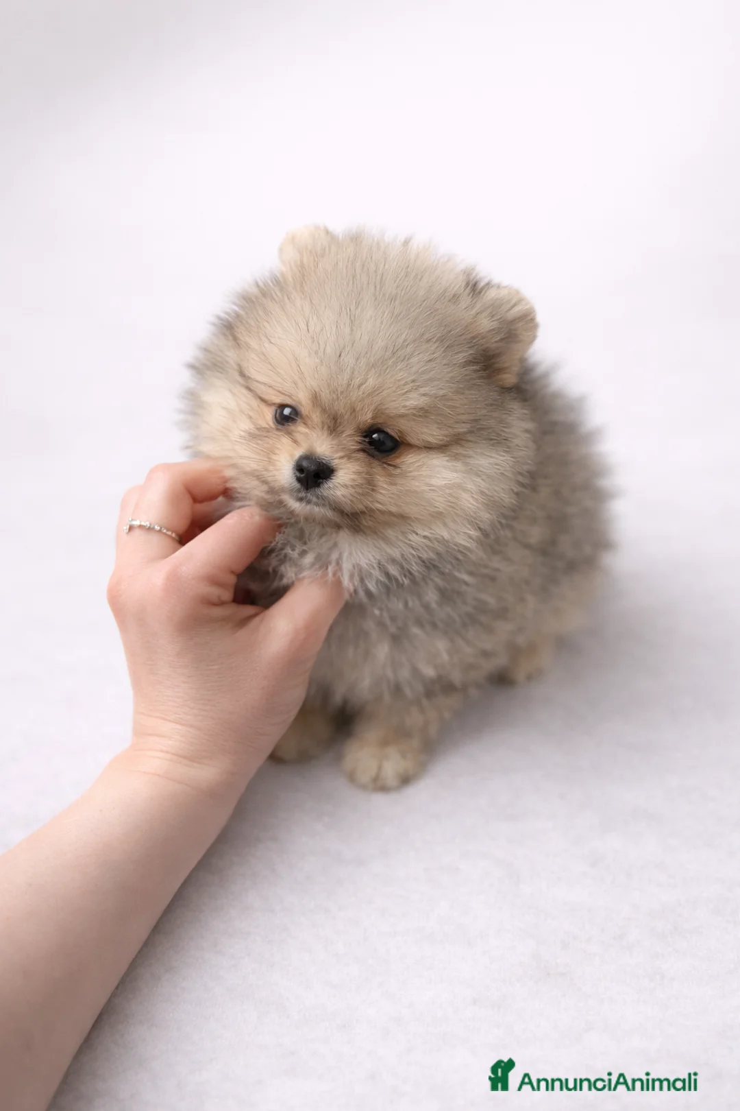 Volpino Pomerania cani in vendita: Cuccioli Spitz Tedesco Nano- Pomerania  a Provincia di Pavia - Annuncio 2