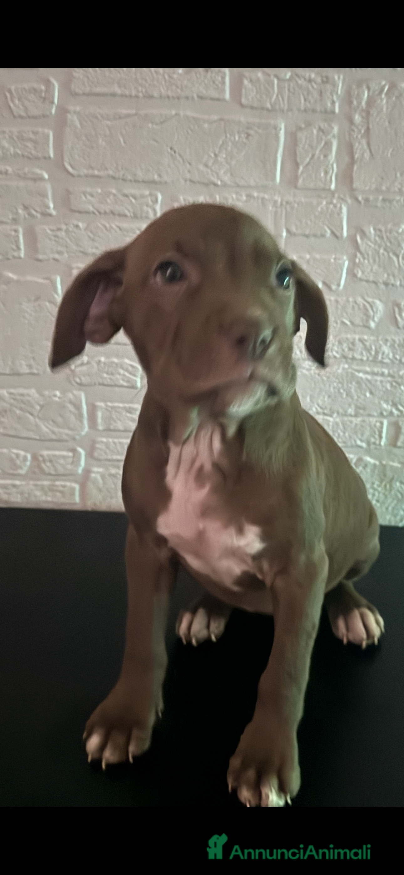 American Staffordshire cani Amstsff - Annuncio 2