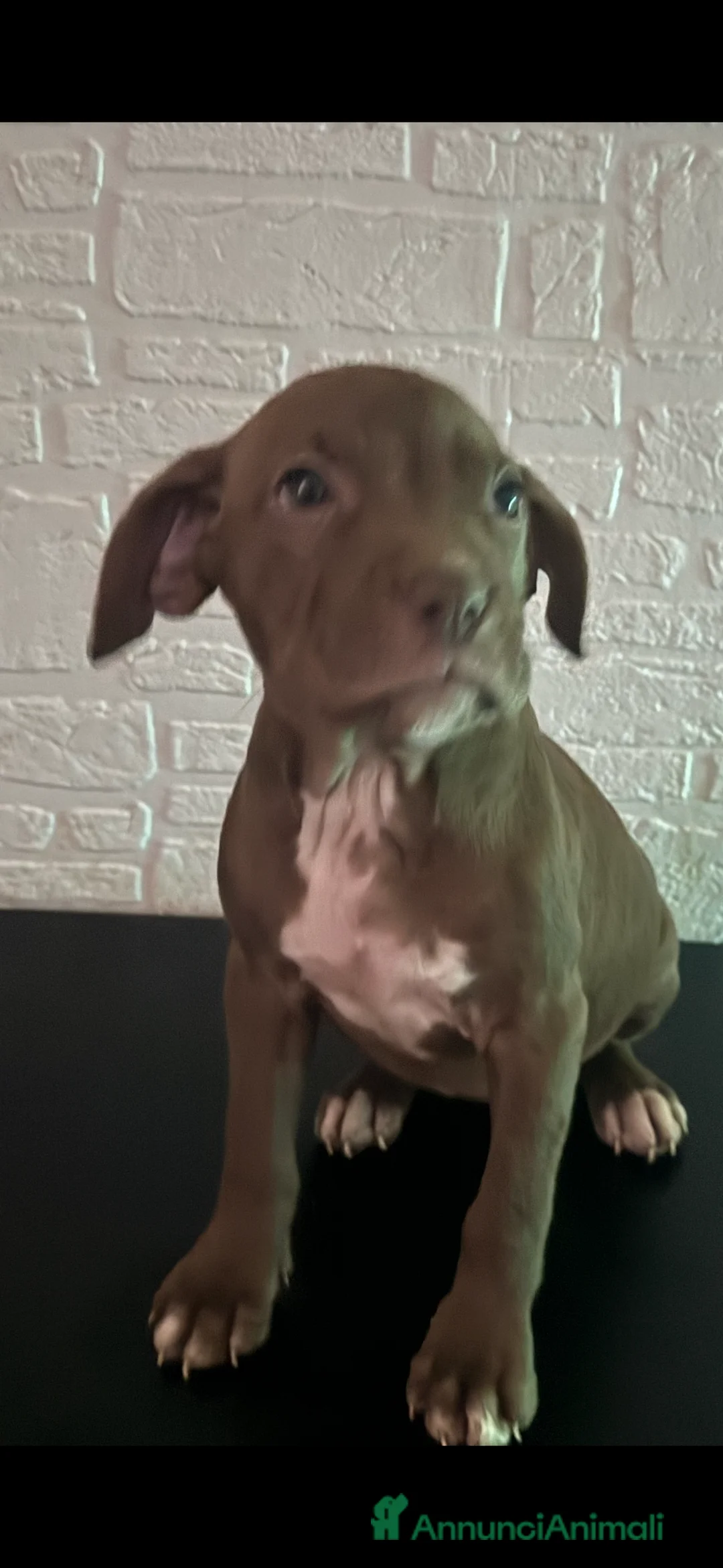 American Staffordshire cani in vendita: Amstsff - Annuncio 2