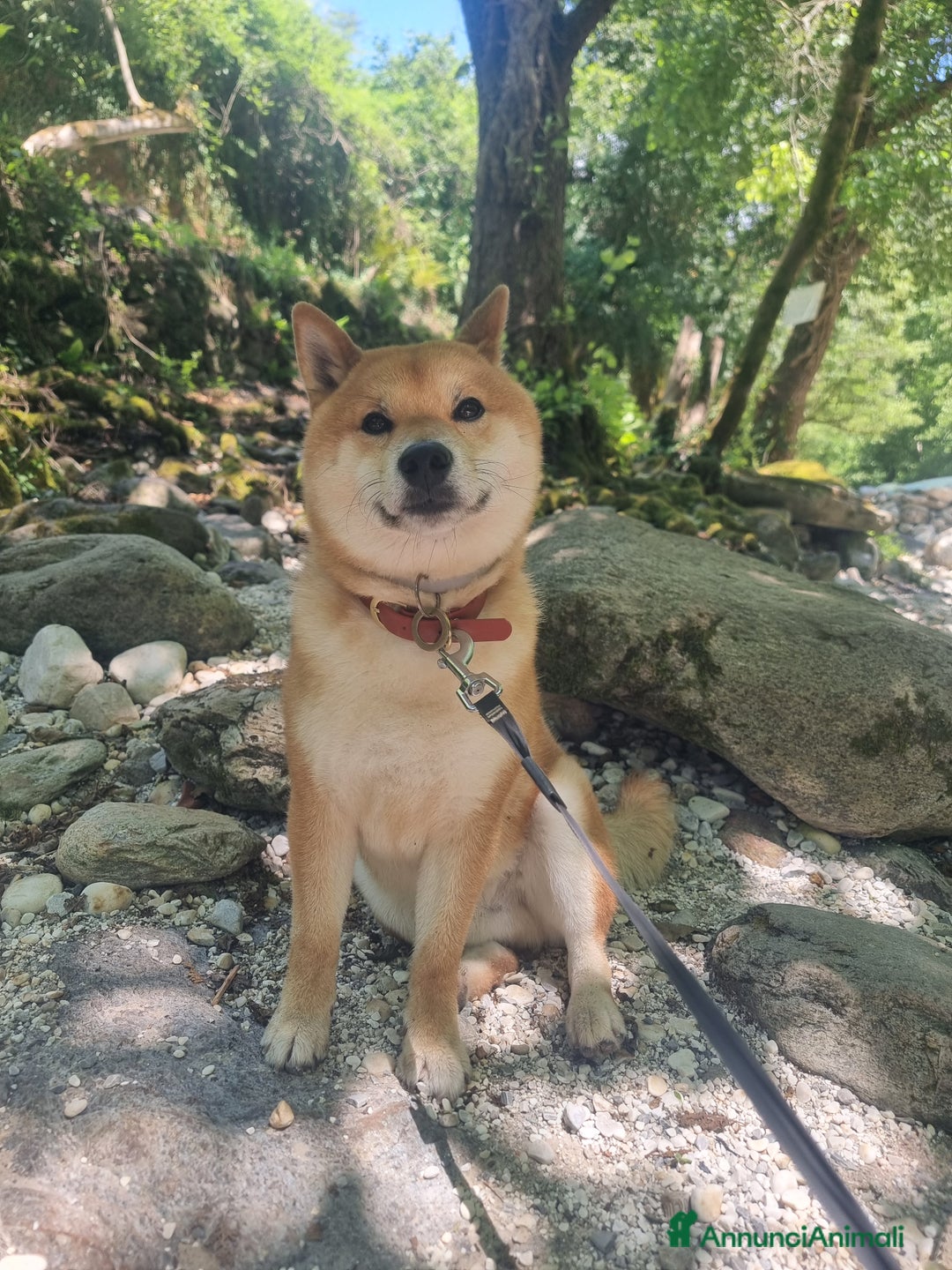 Shiba Inu cani per accoppiamento: Bonzai cerca la sua femminuccia  - Annuncio 5
