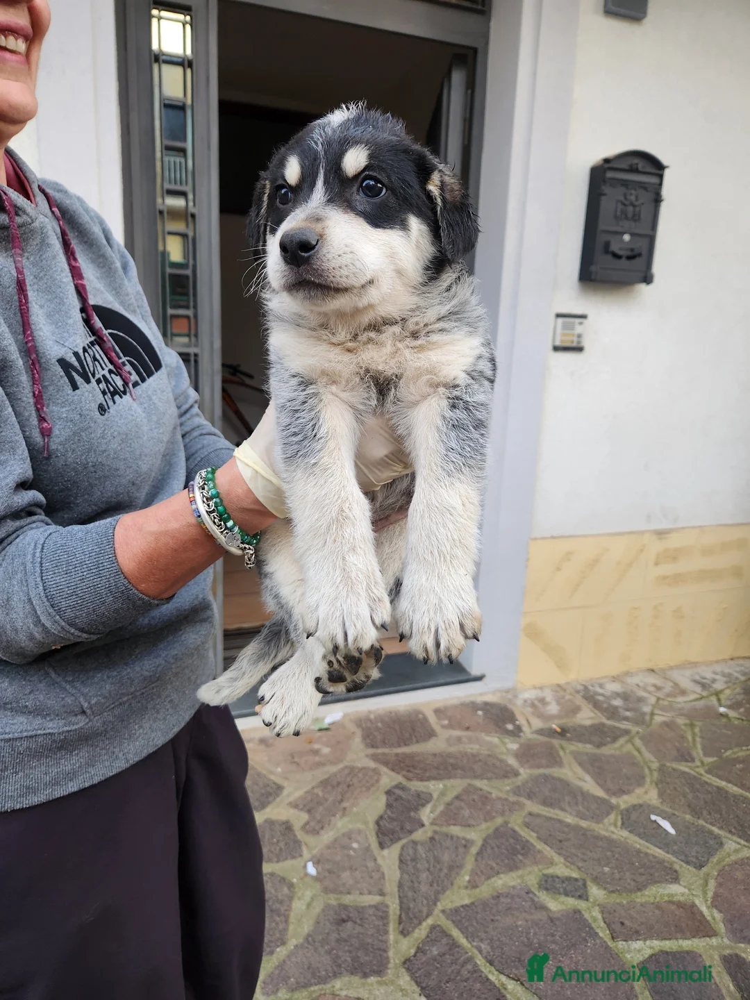 Meticcio cani in regalo: Lola, 2 mesi circa a Provincia di Cosenza - Annuncio 5